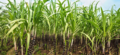 Sugarcane